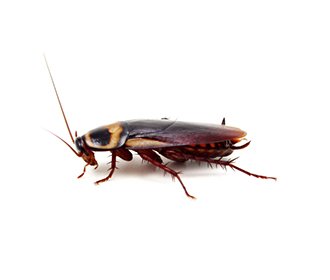 American Cockroaches in Roodepoort Hous