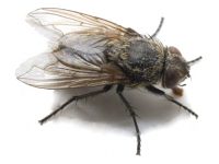 Roodepoort Cluster Fly